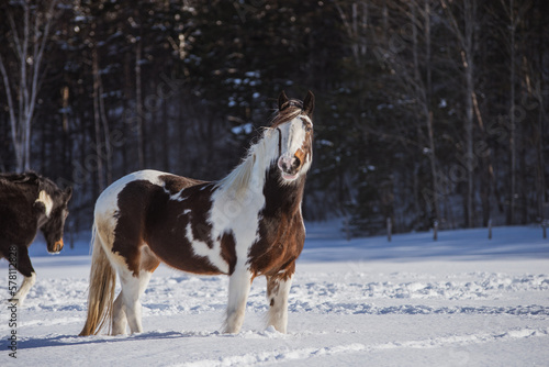 Drum horse, gypsy horse outside in winter © Beatrice