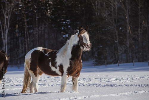 Drum horse, gypsy horse outside in winter