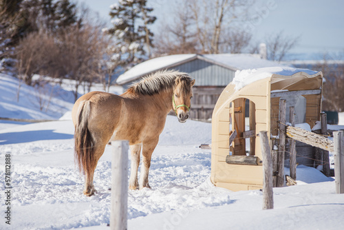 Fjord horse outside in winter © Beatrice