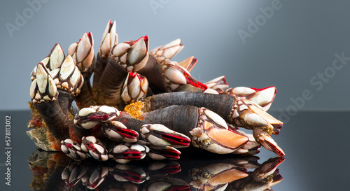 Barnacles, goose neck barnacle, percebes, gallician barnacles. Pollicipes pollicipes. Expensive delicatessen, gourmet sea food on gray background photo