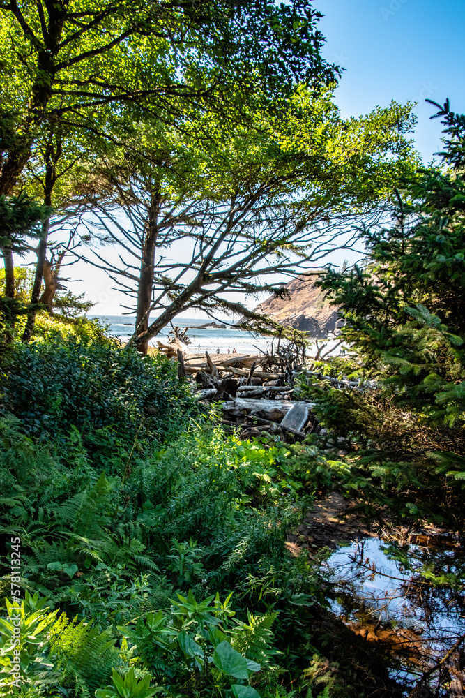 Ocean Through the Forest - Indian Beach, Ecola State Park, Oregon Coast