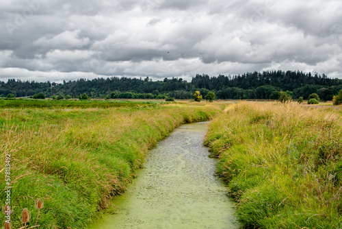 Moss Covered Creek Through Rural Oregon Field Countryside - Ridgefield National Wildlife Refuge, Washington