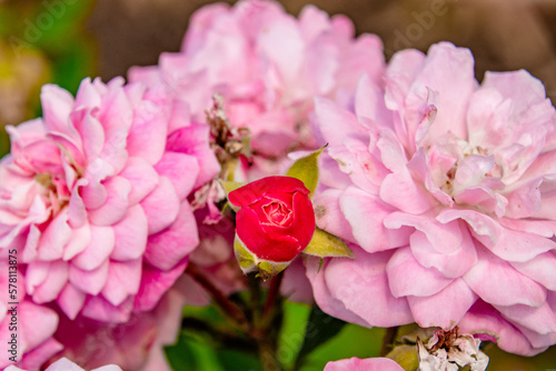 Pink Rose Closed Surrounded by Full Bloom Roses - Peninsula Park, Portland, OR photo