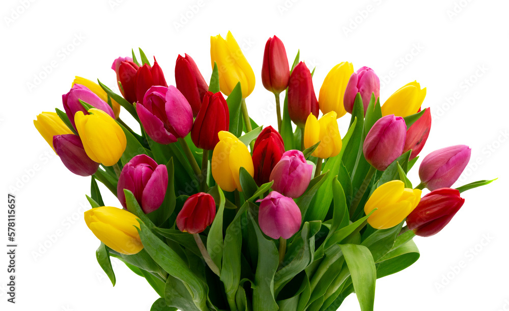 Pink, yeelow and violet tulips flowers Pink, yeelow and violet tulips flowers