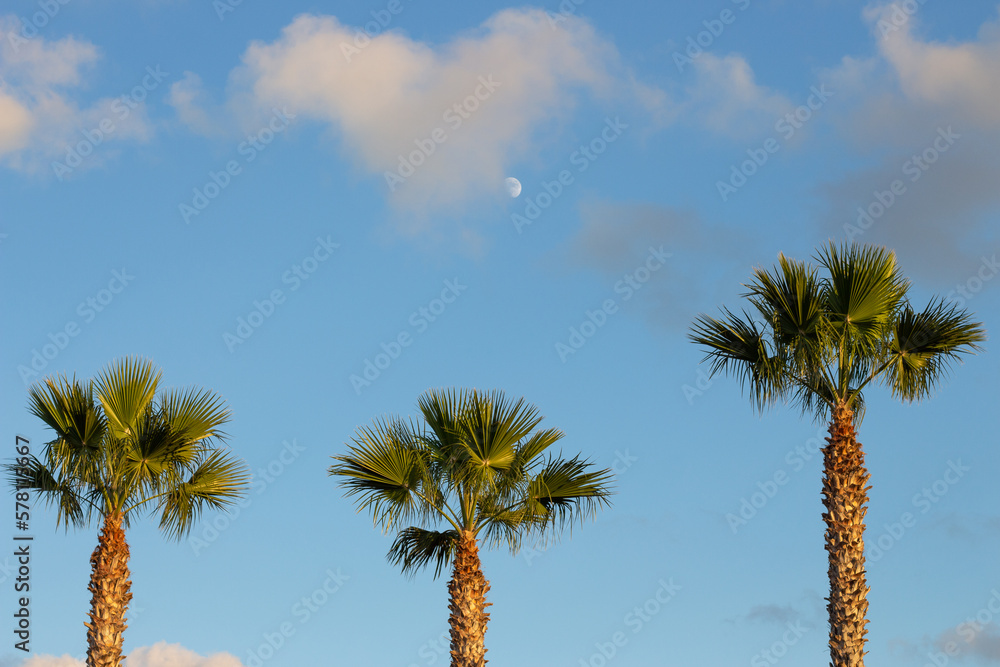 Fototapeta premium Luna, nubes y tres palmeras con cielo azul