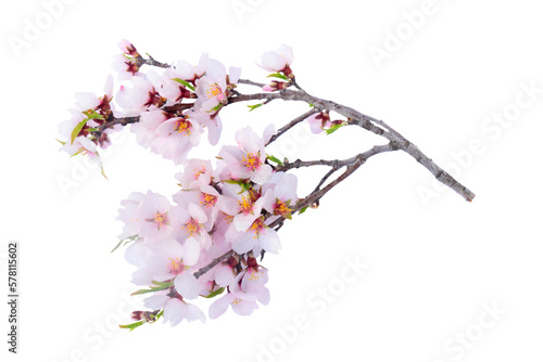 Fototapete almond tree bloom