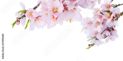 Fotobehang almond tree bloom