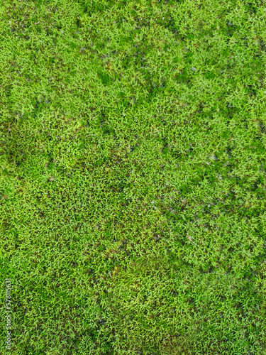 Textura de fondo natural verde de pequeñas plantitas germinadas.