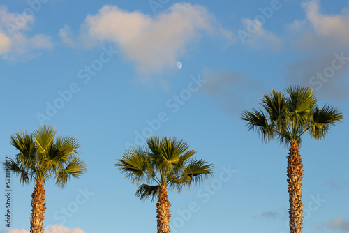 Luna  nubes y tres palmeras con cielo azul