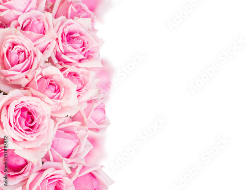 border of  pink garden roses