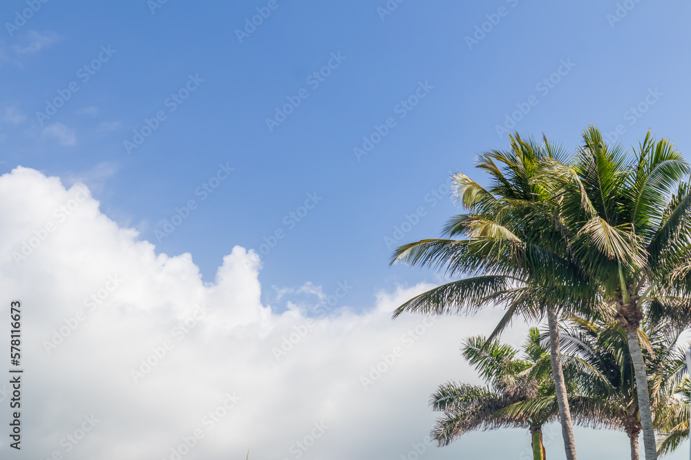 Palm trees against blue sky white clouds