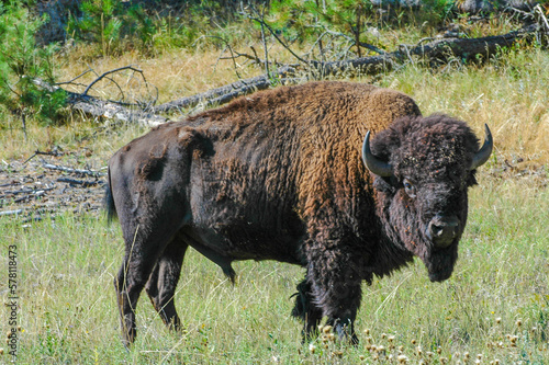 Bison Bull in Custer State Park, Souty Dakoda USA