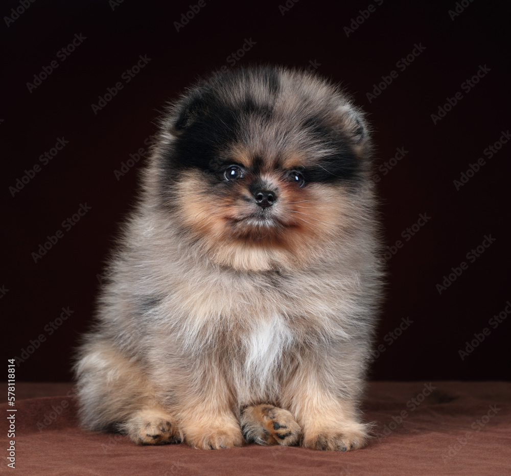 Obraz premium Small fluffy Pomeranian puppy on a brown background. Cute puppy