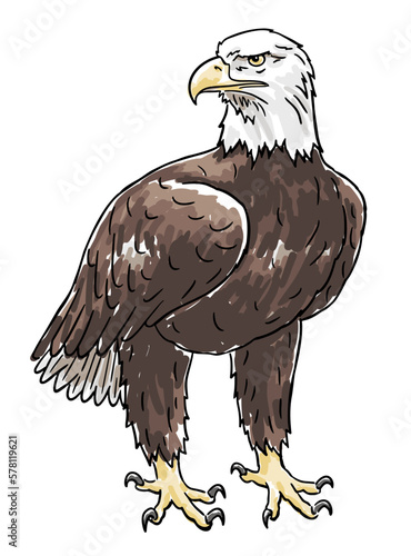 Hand-drawn standing Bald Eagle with head turned