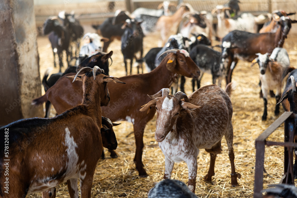 Farm livestock farming for the industrial production of goat milk dairy products