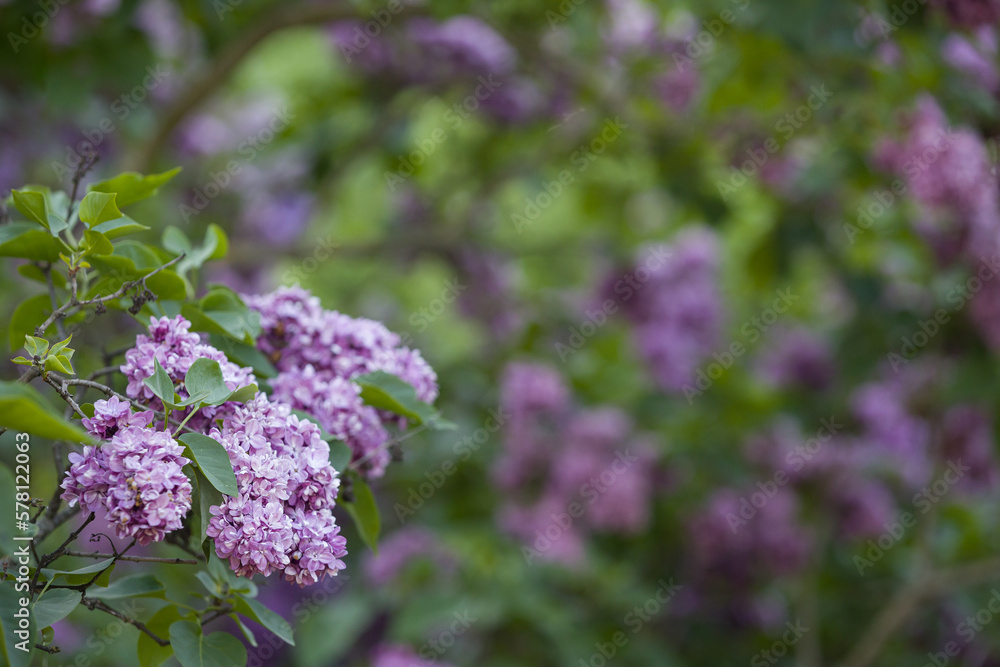 Closeup of Beautiful blooming lilacs in the park. Spring in the city. Selective focus Closeup of Beautiful blooming lilacs in the park. Spring in the city. Selective focus