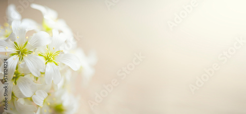 Banner with white flowers on a light delicate background with space for a copy. Beautiful postcard with space for text, advertising, mother's day, wedding, birthday. Macro photography of white colors