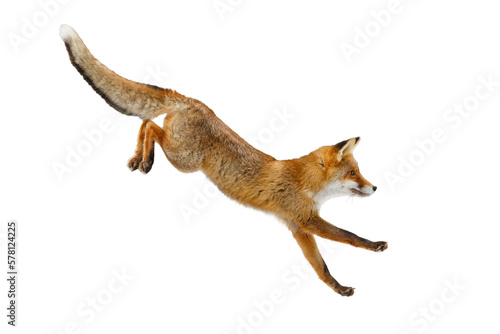 Fox long jump. Red fox, Vulpes vulpes, isolated on transparent background. Wild vixen hunting in winter forest. Orange fur coat animal. Clever beast with fluffy tail. Action wildlife. Cute fox.
