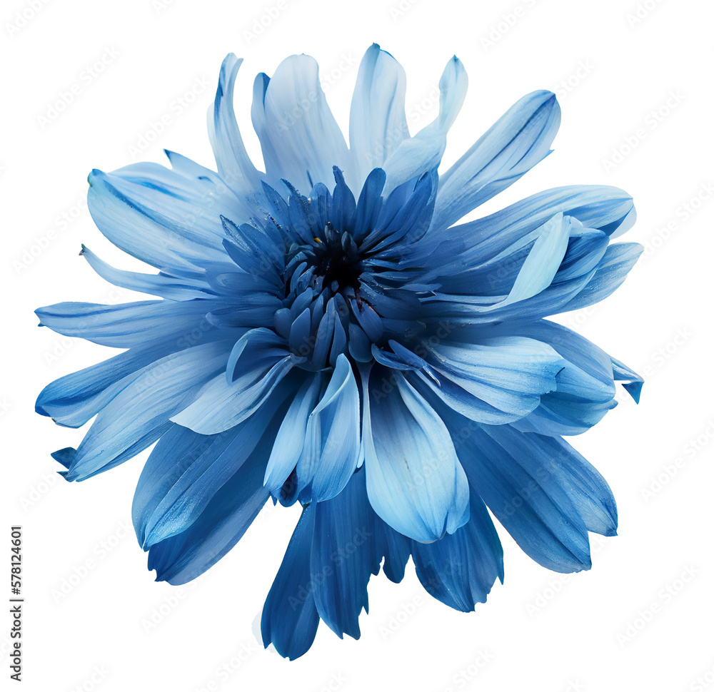 Blue flower isolated on white background, png with transparency  - obrazy, fototapety, plakaty 