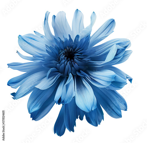 Obraz na płótnie Blue flower isolated on white background, png with transparency