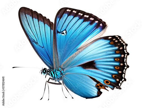 butterfly with spreaded wings, illustration isolated on white background, png with transparency 