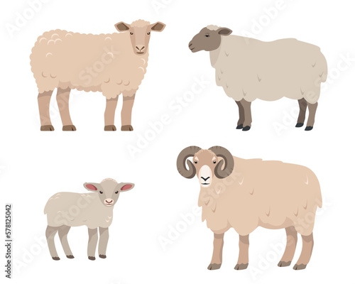 Set of male and female farm animals. Sheep, ram and lamb icons. Wool and meat production. Sheeps in different poses isolated on white background. Vector flat or cartoon illustration.