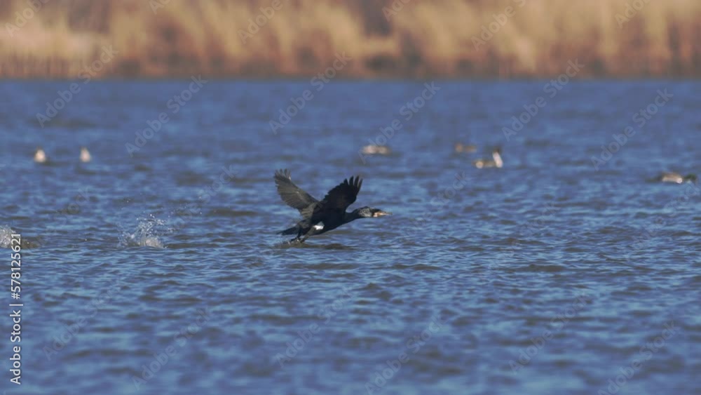 Cormorant Large Water Bird Flying Close Up Wings Beating Slow Motion Cormorant Large Water Bird Flying Close Up Wings Beating Slow Motion