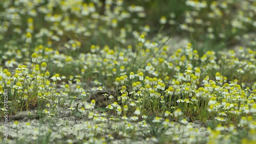 European Shoveler Vanellus Vanellus chick in a chamomile field with a beautiful background. Tiny cute. Close up image