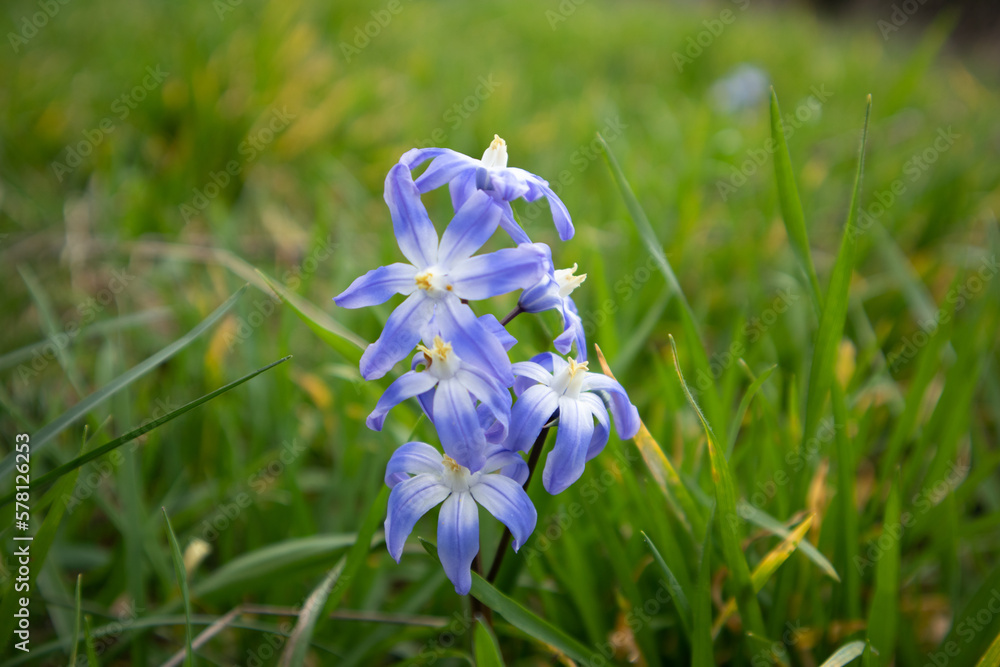 Lila Blume im Frühling