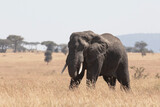 A lone female elephant walks through the Savannah plains of Serengeti National park.