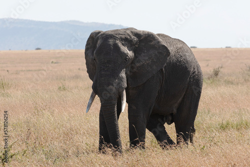 A lone female elephant walks through the Savannah plains of Serengeti National park.