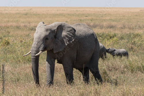 A large female elephant walks through the Savannah plains of Tanzania. Her calves are playing in the background.