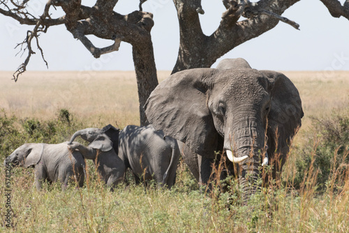 Photography Two young elephants being playful under the watchful eye of a large female