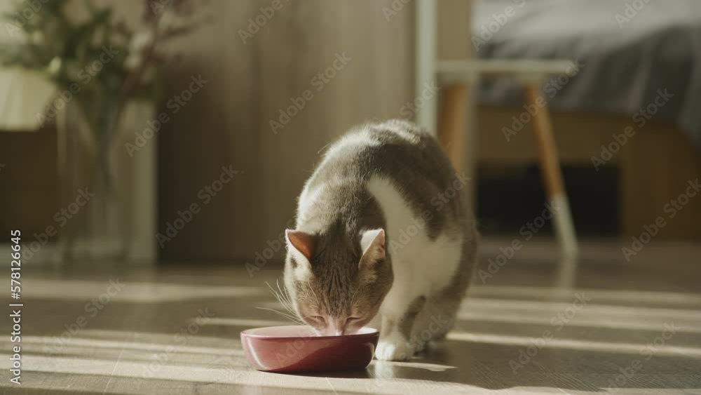 Domestic cat eating food, tabby short hair feline tasting meal