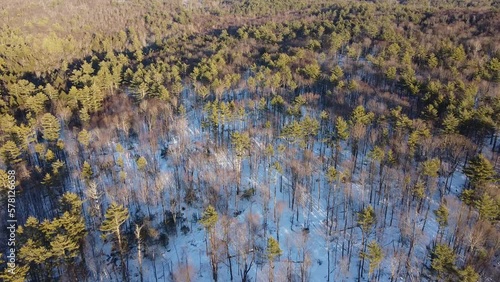 golden hour forest flyover