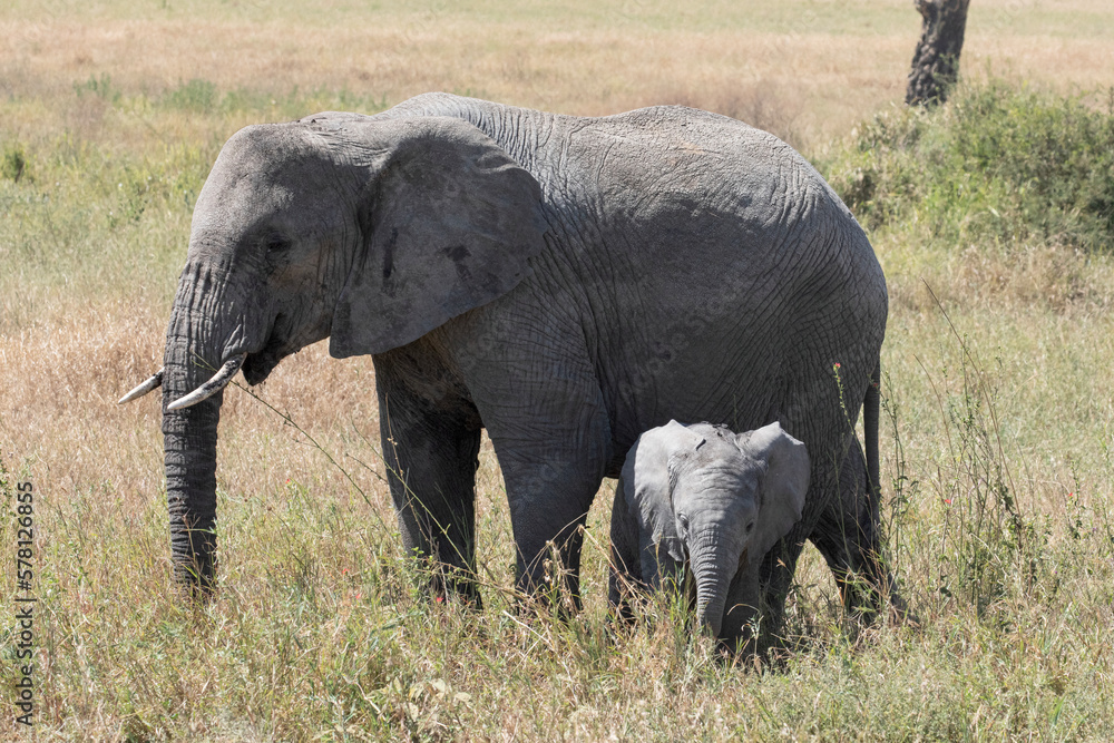 An elephant calf is protected by its mother in the wild.