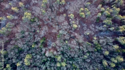 drone forest flyover 