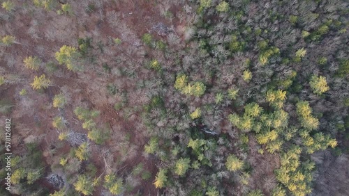 drone forest flyover