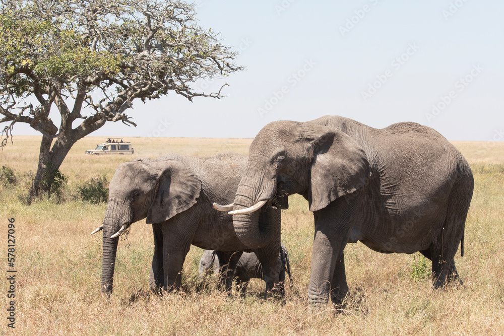 A pair of African elephants walk through the Savannah plains of the Serengeti. A pair of African elephants walk through the Savannah plains of the Serengeti.