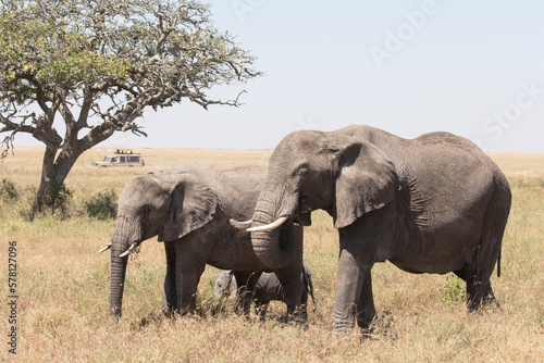 A pair of African elephants walk through the Savannah plains of the Serengeti.