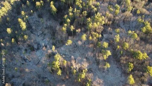 golden hour forest drone view