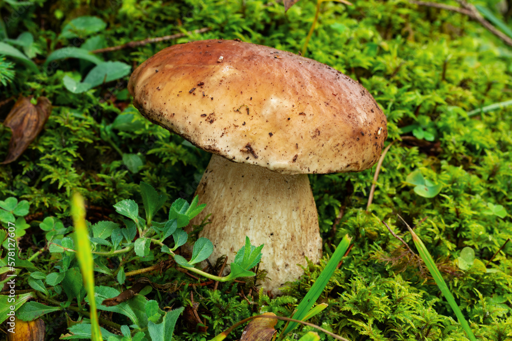 porcini mushroom, Boletus mushroom, ceps growing in forest. Wild mushroom growing in forest. Ukraine. porcini mushroom, Boletus mushroom, ceps growing in forest. Wild mushroom growing in forest. Ukraine.
