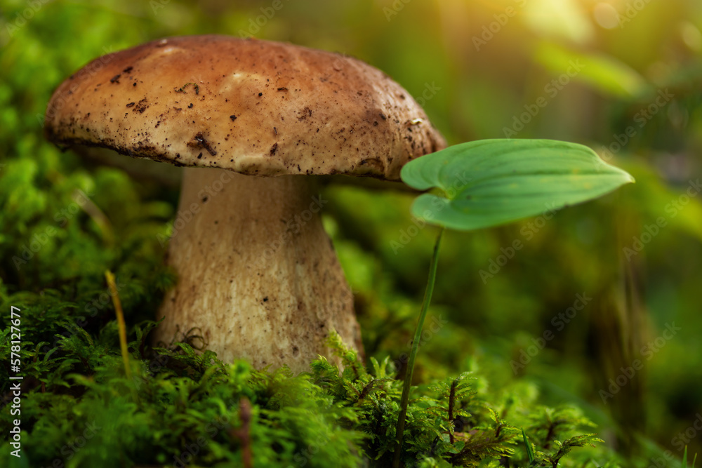porcini mushroom, Boletus mushroom, ceps growing in forest. Wild mushroom growing in forest. Ukraine. porcini mushroom, Boletus mushroom, ceps growing in forest. Wild mushroom growing in forest. Ukraine.