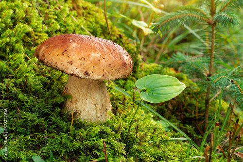 porcini mushroom, Boletus mushroom, ceps growing in forest. Wild mushroom growing in forest. Ukraine.