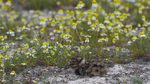 European Shoveler Vanellus Vanellus chick in a chamomile field with a beautiful background. Tiny cute. Close up image