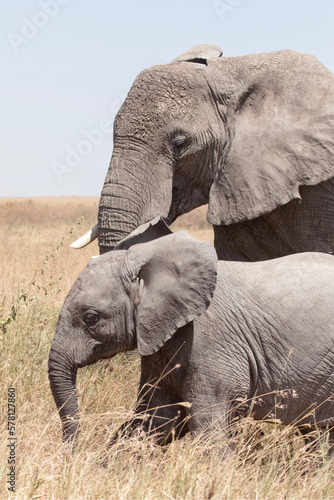 A female elephant and her calf walk through some tall grass in the Serengeti National park.