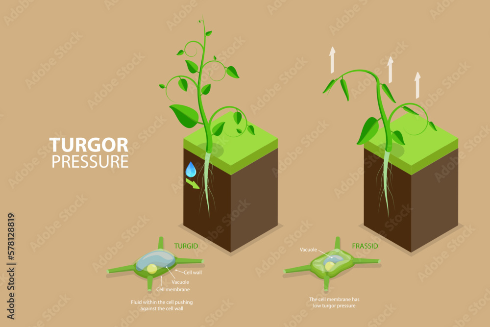 3D Isometric Flat Vector Conceptual Illustration of Turgor Pressure, Labeled Educational