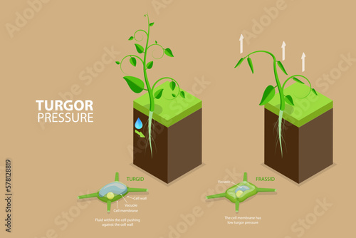 3D Isometric Flat Vector Conceptual Illustration of Turgor Pressure, Labeled Educational Explanation Scheme photo