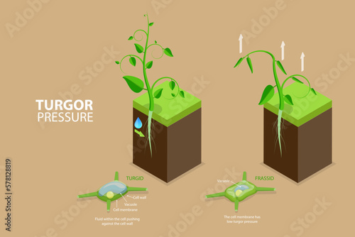 3D Isometric Flat Vector Conceptual Illustration of Turgor Pressure, Labeled Educational Explanation Scheme