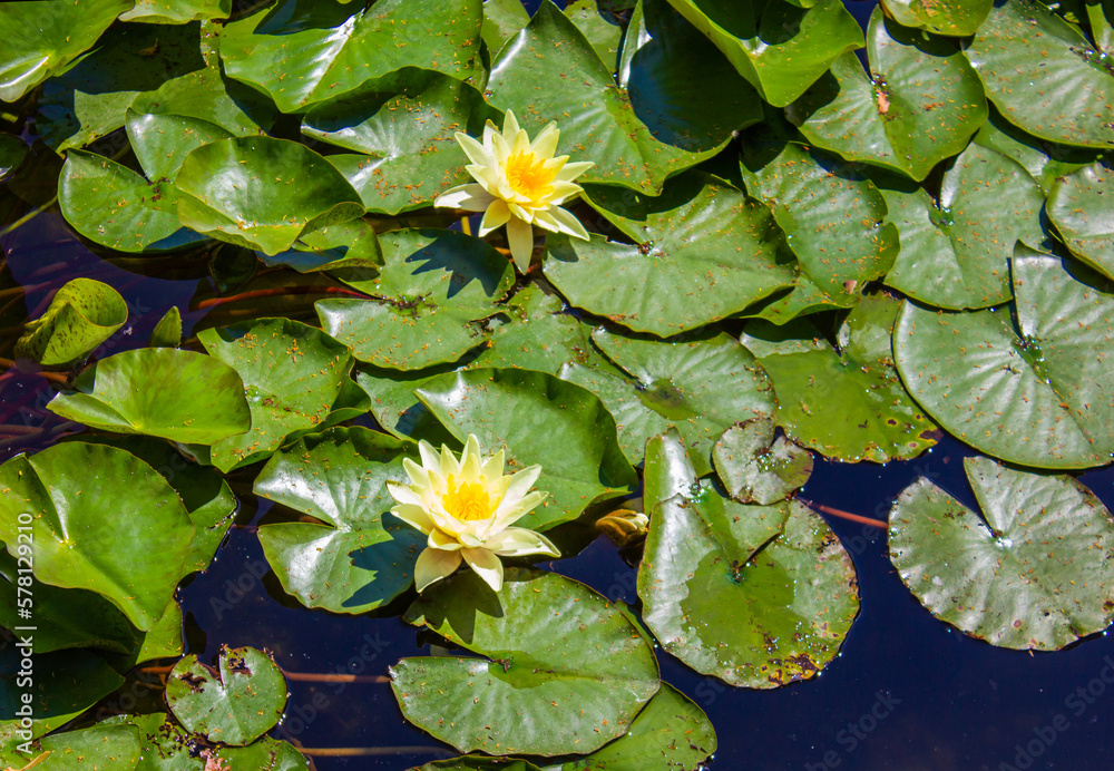 Beautiful yellow Water Lilies growing in an exotic garden. Water Lily leaves with Yellow Flowers on the surface of the Lake. Beautiful yellow Water Lilies growing in an exotic garden. Water Lily leaves with Yellow Flowers on the surface of the Lake.